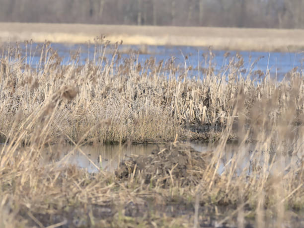 istock Wetland Grasses 1227428753