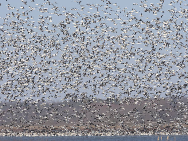 istock Trying to Find a Place to Land 1227428770