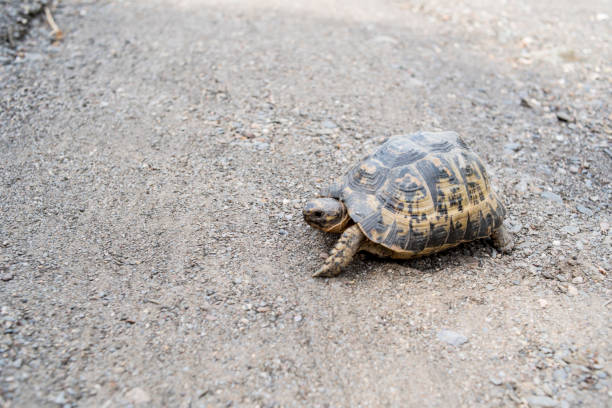 istock Free dwelling turtle in southern Spain 1227428965