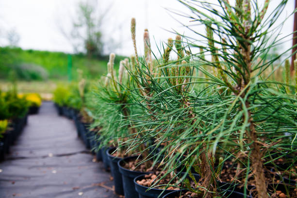 saplings coniferous árboles en macetas en vivero de plantas - 11207 fotografías e imágenes de stock