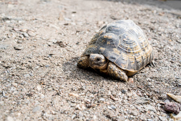 istock Free dwelling turtle in southern Spain 1227429770