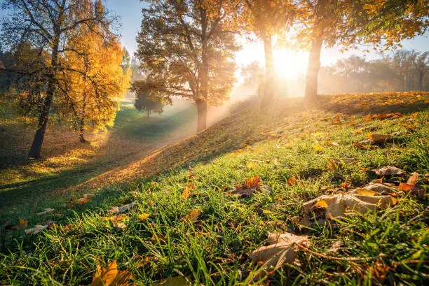 Sun glare on autumn leaves and grass in Tsaritsyno park in Moscow on an early autumn morning