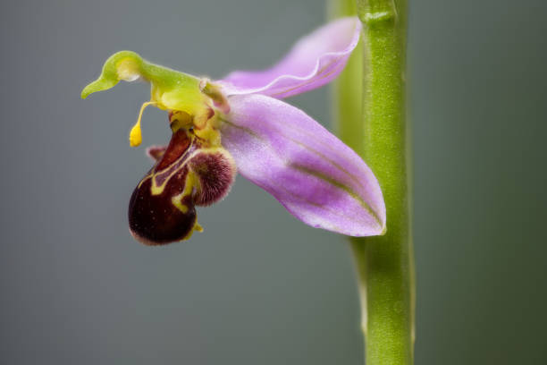 istock Lateral view of a Bee orchid wild flower, ophrys apifera 1227431357