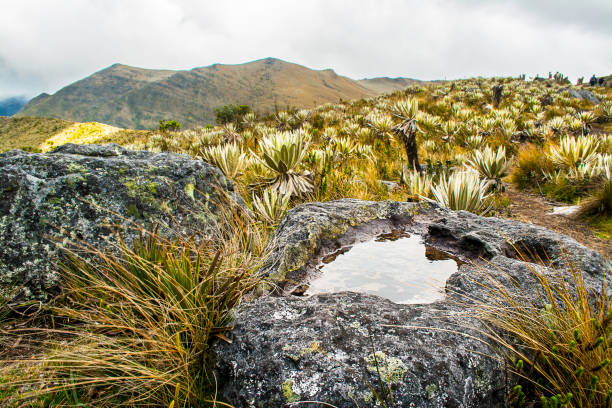 This is a paramo in South america. Stone with a rain water