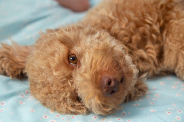 istock Joyful Toy poodle Puppy Sleeping Laying in Human Bed 1227432495