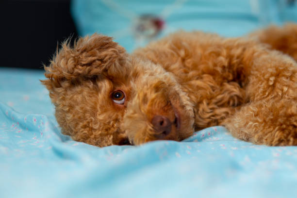 istock Joyful Toy poodle Puppy Sleeping Laying in Human Bed 1227432593