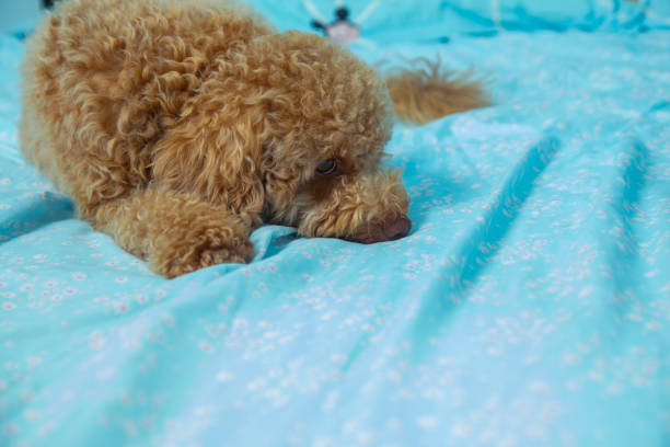 istock Joyful Toy poodle Puppy Sleeping Laying in Human Bed 1227432640