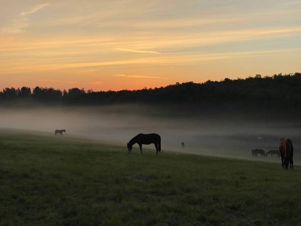 istock Horses on a misty morning 1227432999