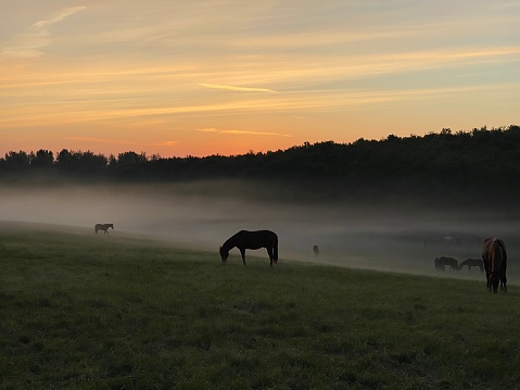 Grazing horses on a misty morning at Sunrise in a Limburg valley