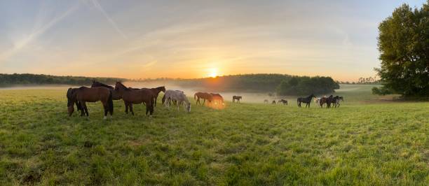 istock Horses on a misty morning 1227433022