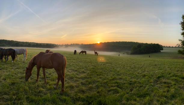 istock Horses on a misty morning 1227433026