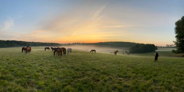Grazing horses on a misty morning at Sunrise in a Limburg valley