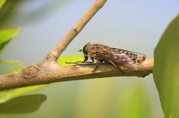 istock fly on the branch of the tree 1227433799