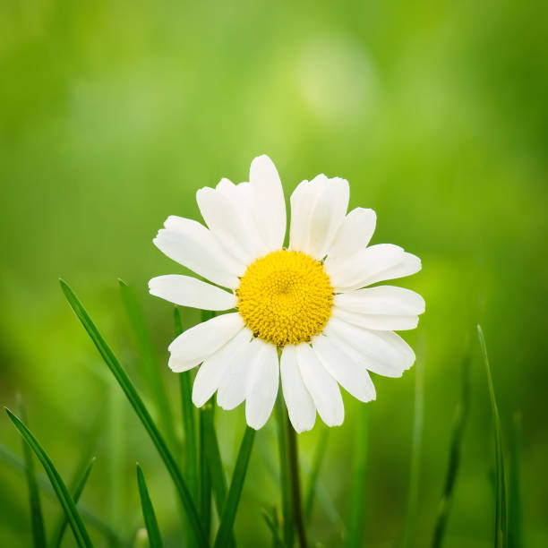 istock Beautiful Single chamomile flower macro 1227433905