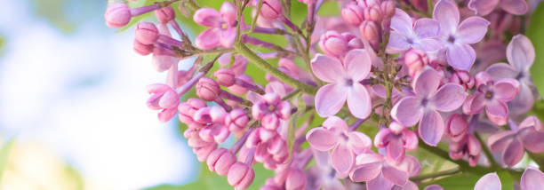 ramo de flores lilás frescas em fundo de desfoque natural - plant soft focus outdoors flower head - fotografias e filmes do acervo