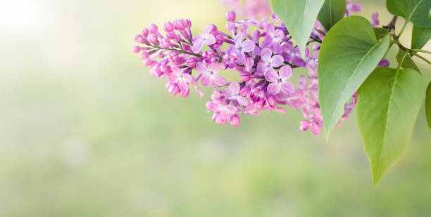 istock Wide Angle nature spring background with lilac flowers 1227433918