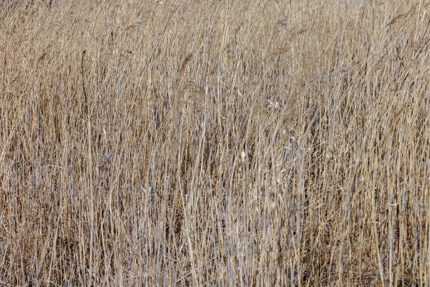 istock Background of yellow dry grass 1227434799