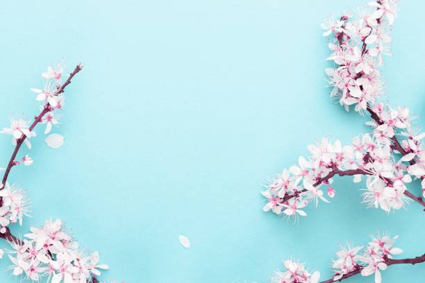 istock Spring border, spring blossom and April floral nature on blue background. Branches of blossoming apricot macro with soft focus. For easter and spring greeting cards with copy space. Springtime. 1227436702