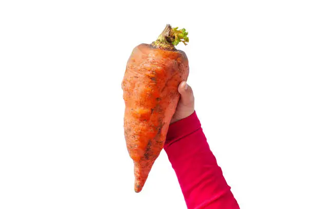 Ugly food. Big deformed organic carrot in child's hand on white background isolated. Bright juicy colors. Misshapen produce, waste problem concept. Minimal pop art style. Front view horizontal banner.