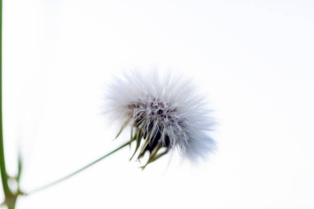 Dandelion fluffy seeds, beautiful nature background with copy space, full frame horizontal composition