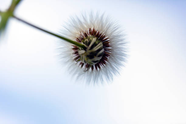 Dandelion fluffy seeds, low angle view, beautiful nature background with copy space, full frame horizontal composition