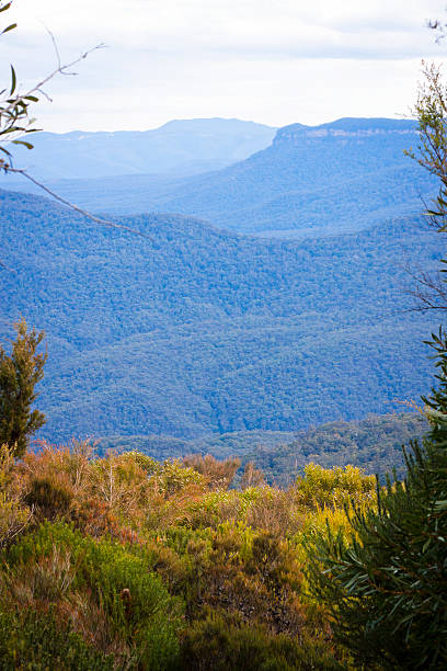 istock Mountains covered with blue haze vaporising from eucalyptus trees 122743856