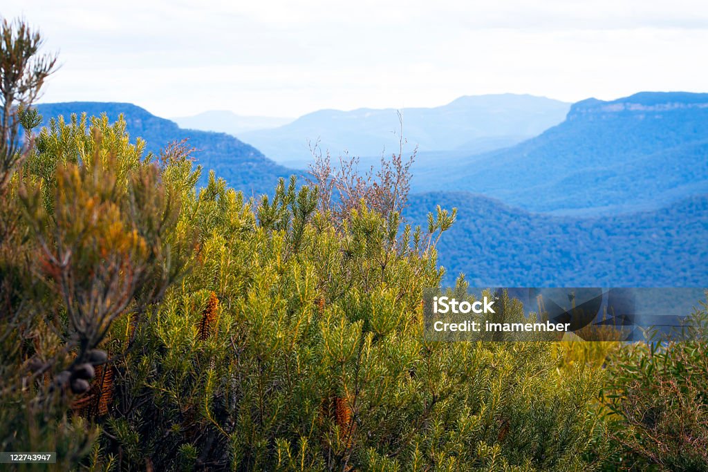 Banksia arbustes et vue sur les montagnes couvertes de blue haze - Photo de Australie libre de droits