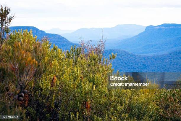 Photo libre de droit de Banksia Arbustes Et Vue Sur Les Montagnes Couvertes De Blue Haze banque d'images et plus d'images libres de droit de Australie