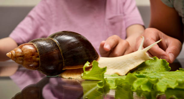 istock Son and mother study snail Achatina. Relationship concept. Communication with pets. 1227440333