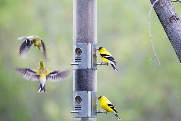 istock American Goldfinch at Bird Feeder 1227441177