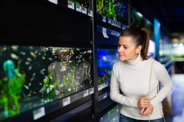 Woman looking at aquarium fish in pet shop Portrait of interested young woman looking at colorful tropical fish in aquariums in pet shop hobbyist stock pictures, royalty-free photos & images