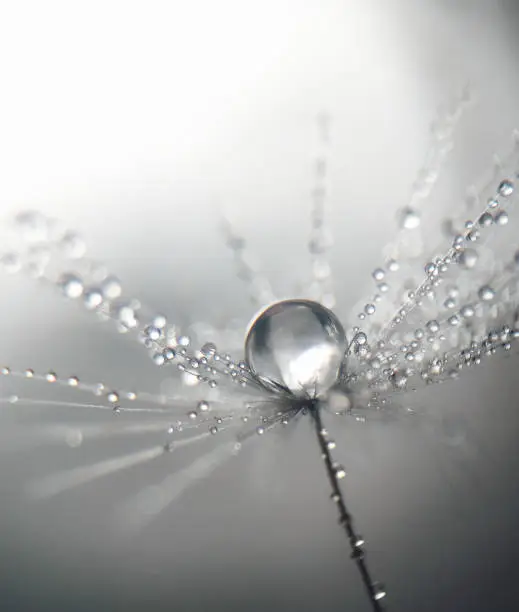 Photo of Drop in dandelion