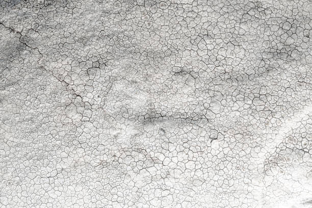 Cracked pattern of lichen growing on a rock at the seashore.  Belfast, Northern Ireland.