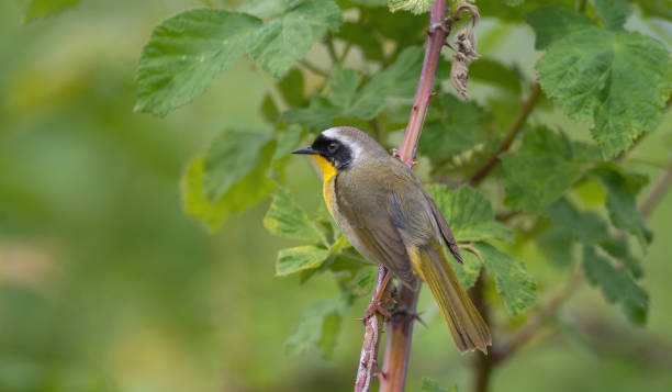 istock common yellowthroat on the branch 1227443046