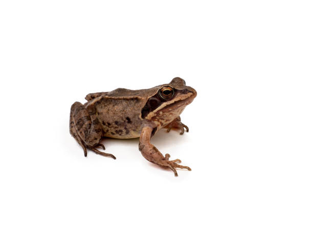 istock brown frog on a white, isolated background 1227443672