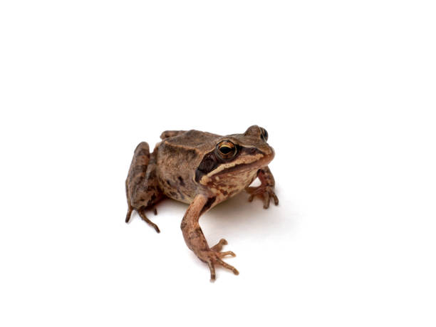 istock brown frog on a white, isolated background 1227443675