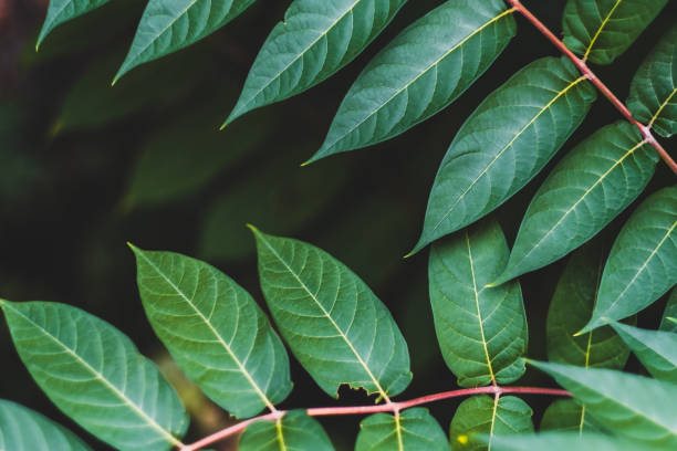 istock Green leaves, tropical plant. 1227444478
