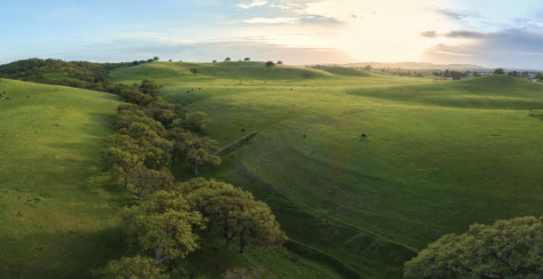 green rolling hills con oak filled valley en paso robles california - hill green california grass fotografías e imágenes de stock