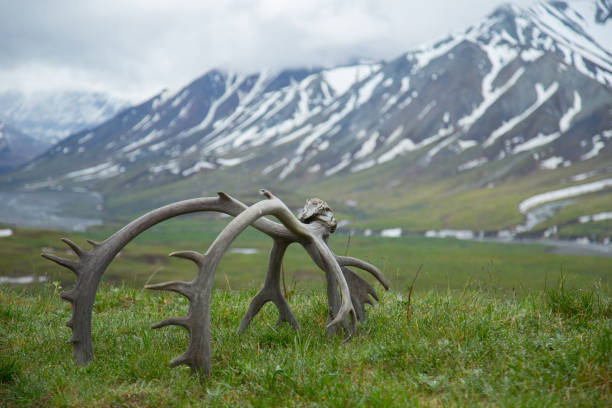 istock Alaska's snow capped mountains with moose antlers in foreground 1227446921