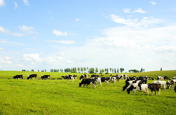 istock Cows grazing in a field on a clear day 122744743