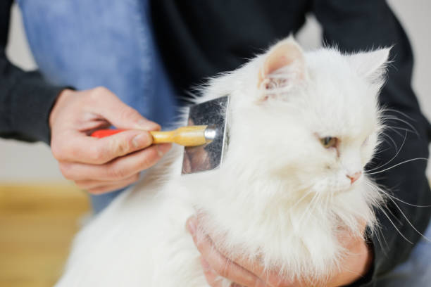 Cat combing. Long hair, cat's hairstyle. Pet care Cat combing. Long hair, cat's hairstyle. Pet care longhair cat stock pictures, royalty-free photos & images