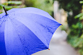 Blue Umbrella in the rain and green.