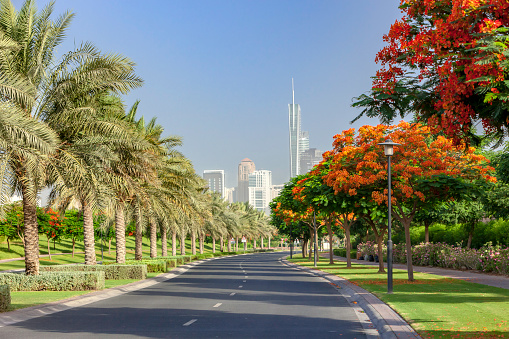 Dubai, United Arab Emirates - Landscaping with date palms, flowering trees, well maintained lawns, and plants is a familiar sight through out the modern Arabian city. Roads are well maintained and immaculately clean. The image shows off a typical example in a residential area. It is Friday morning and the local weekend: there is no traffic on the streets. In the far background, some towers of the area known locally as Jumeirah Lake Towers can be seen. Image shot in the morning sunlight. Horizontal format.