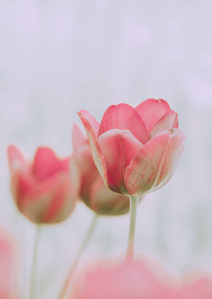 Beautiful tulips blooming in the forest park