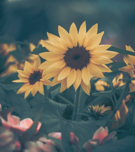 Sunflower Isolated; vintage style; closedup