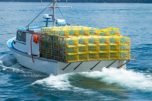 A fishing boat in the waters of Bar Harbor Maine has yellow lobster traps staked four high on a full boat ready to be placed in the water.