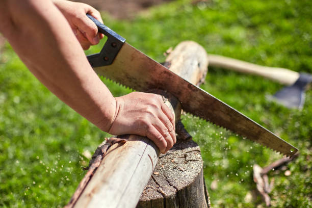 istock Sawing dry logs for firewood with a hand saw 1227453145