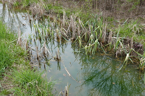 Marsh plants in reflective pond with muddy sides