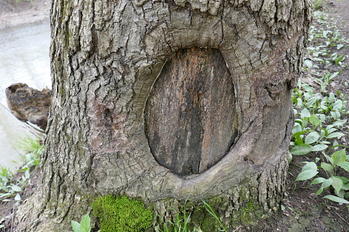 Tree trunk with circular indentation