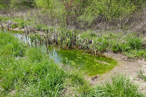 Bright green algae covering muddy vernal pool with march plants